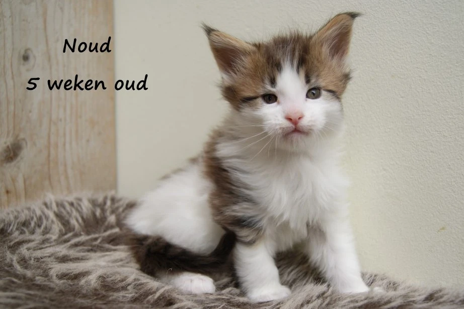 Noud